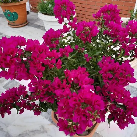 Hotel Akdeniz Ekincik